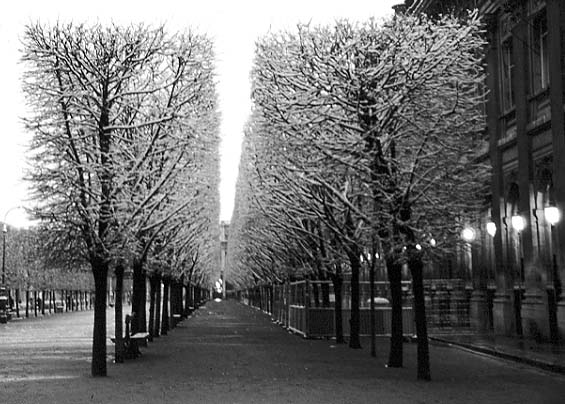 Paris photos in black and white - Palais Royal - Parc in Wintertime